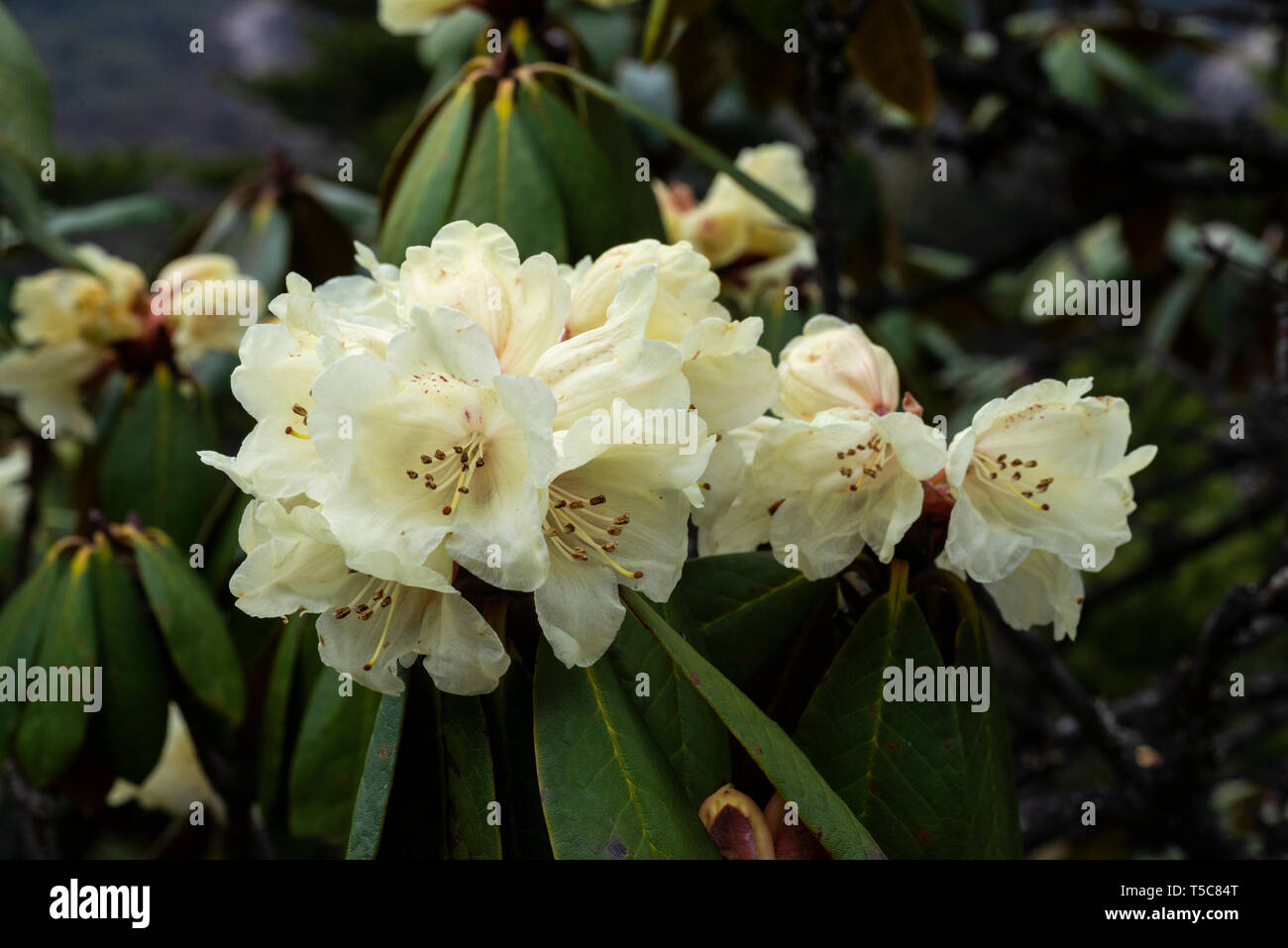 Yellow Rhododendron flowers in full Bloom near Zero point,Lachung,Sikkim,India Stock Photo Alamy