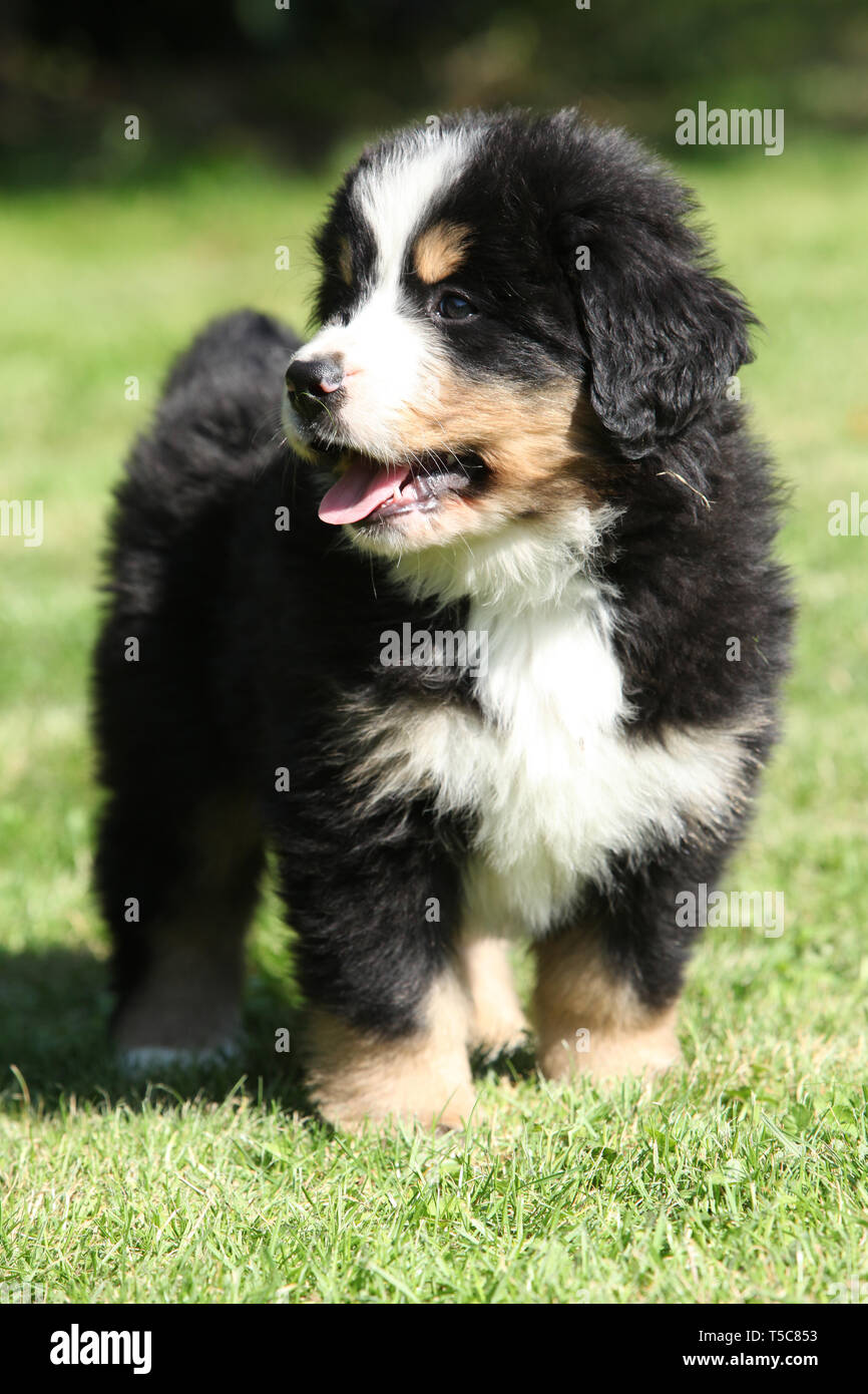 Bernese Mountain Dog Puppy Looking At You Stock Photo Alamy