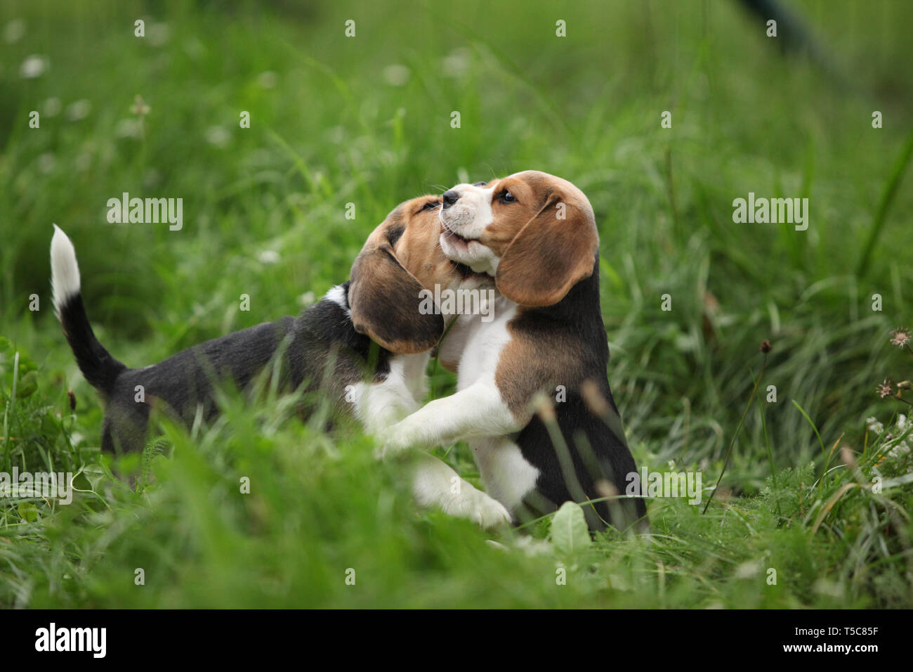 Two adorable puppies playing in high grass Stock Photo - Alamy