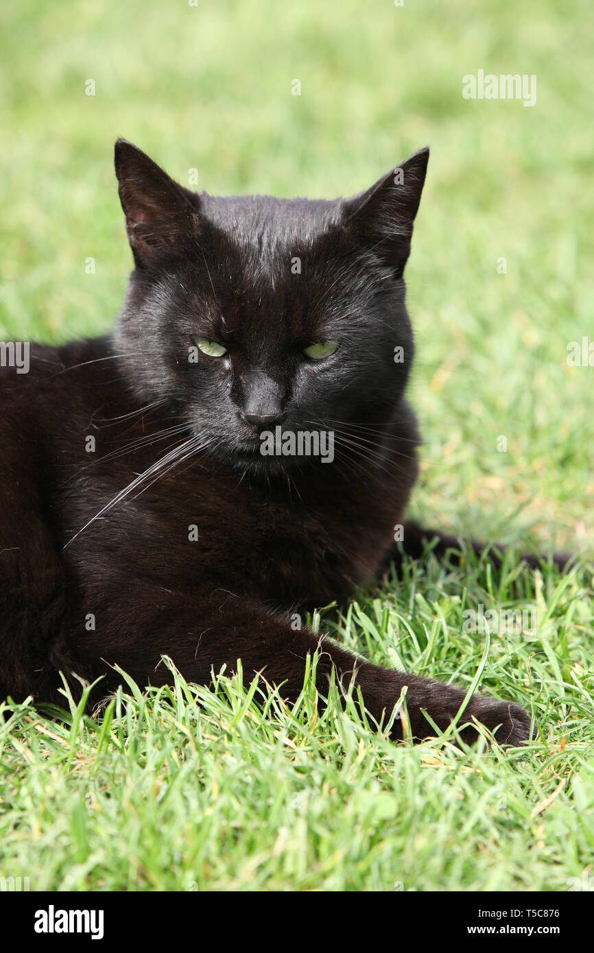 Nice black cat standing in the garden Stock Photo - Alamy