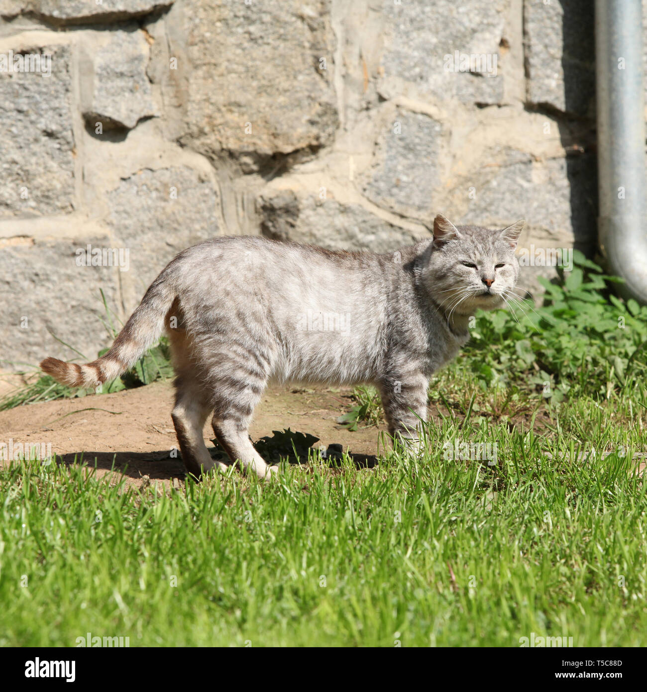 Beautiful grey cat moving in the garden Stock Photo - Alamy