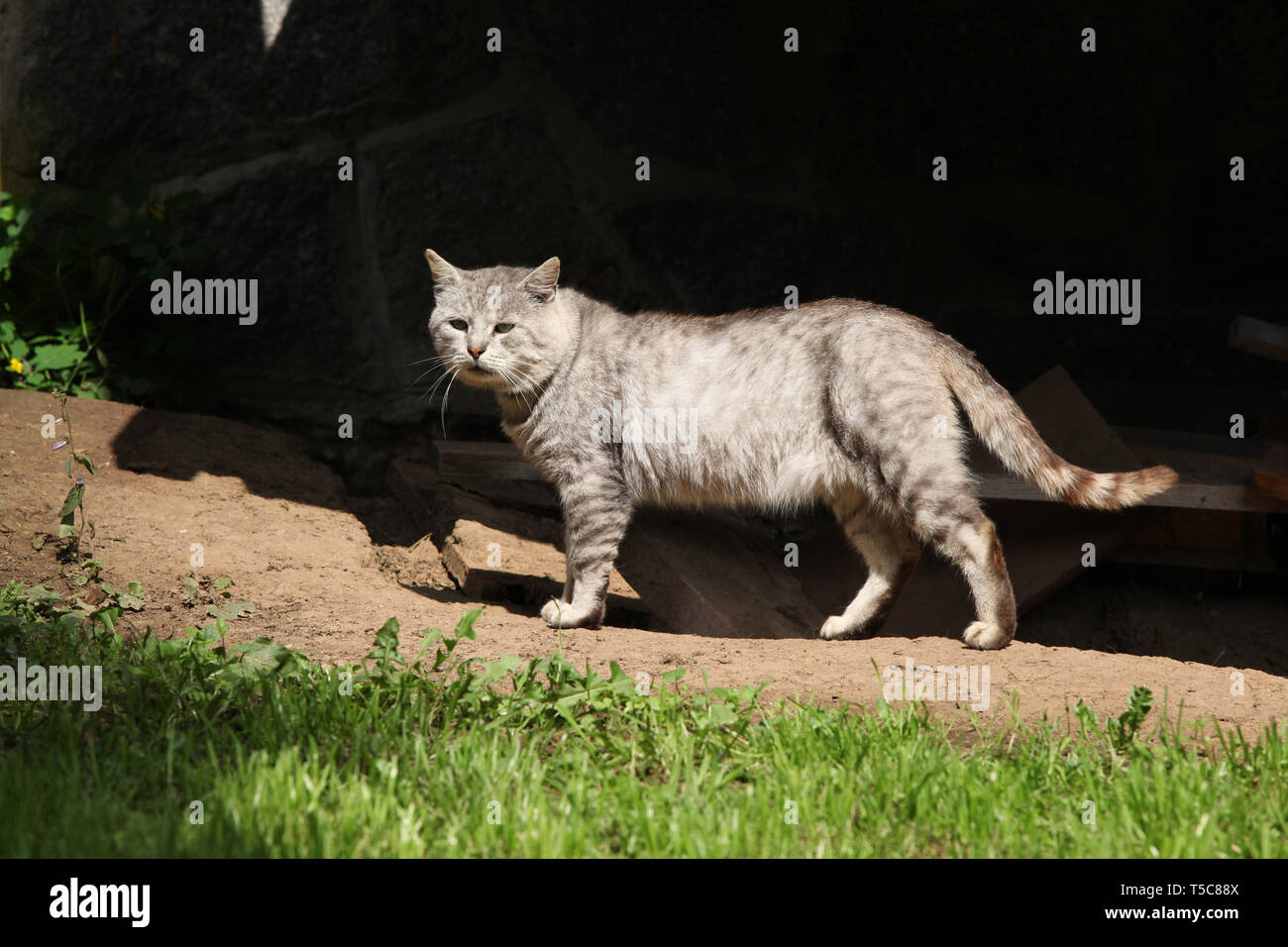 Beautiful grey cat moving in the garden Stock Photo - Alamy