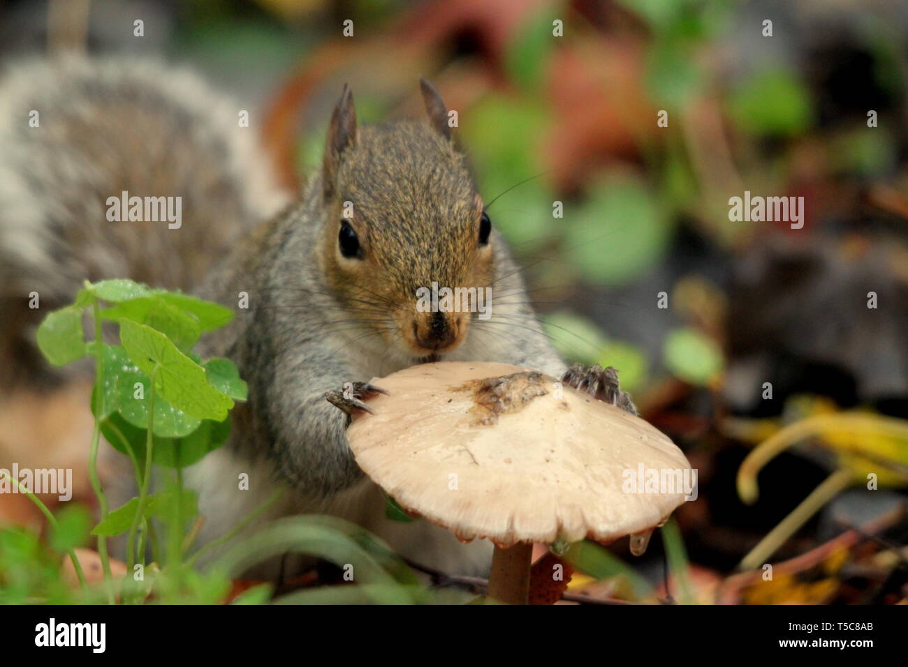 Grey Squirrel playing with a Mushroom Stock Photo - Alamy