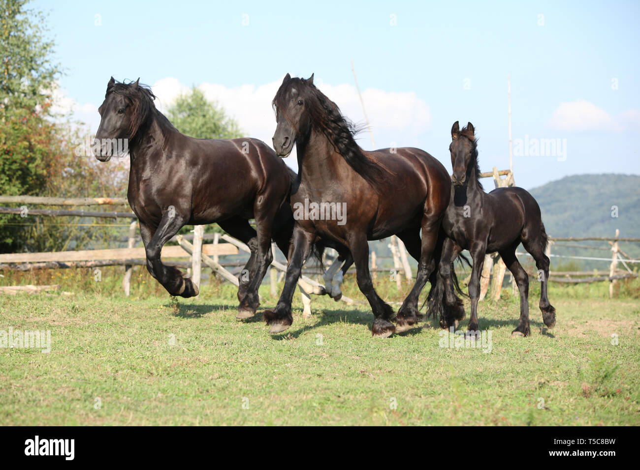 Beautiful friesian horse moving hi-res stock photography and images - Alamy