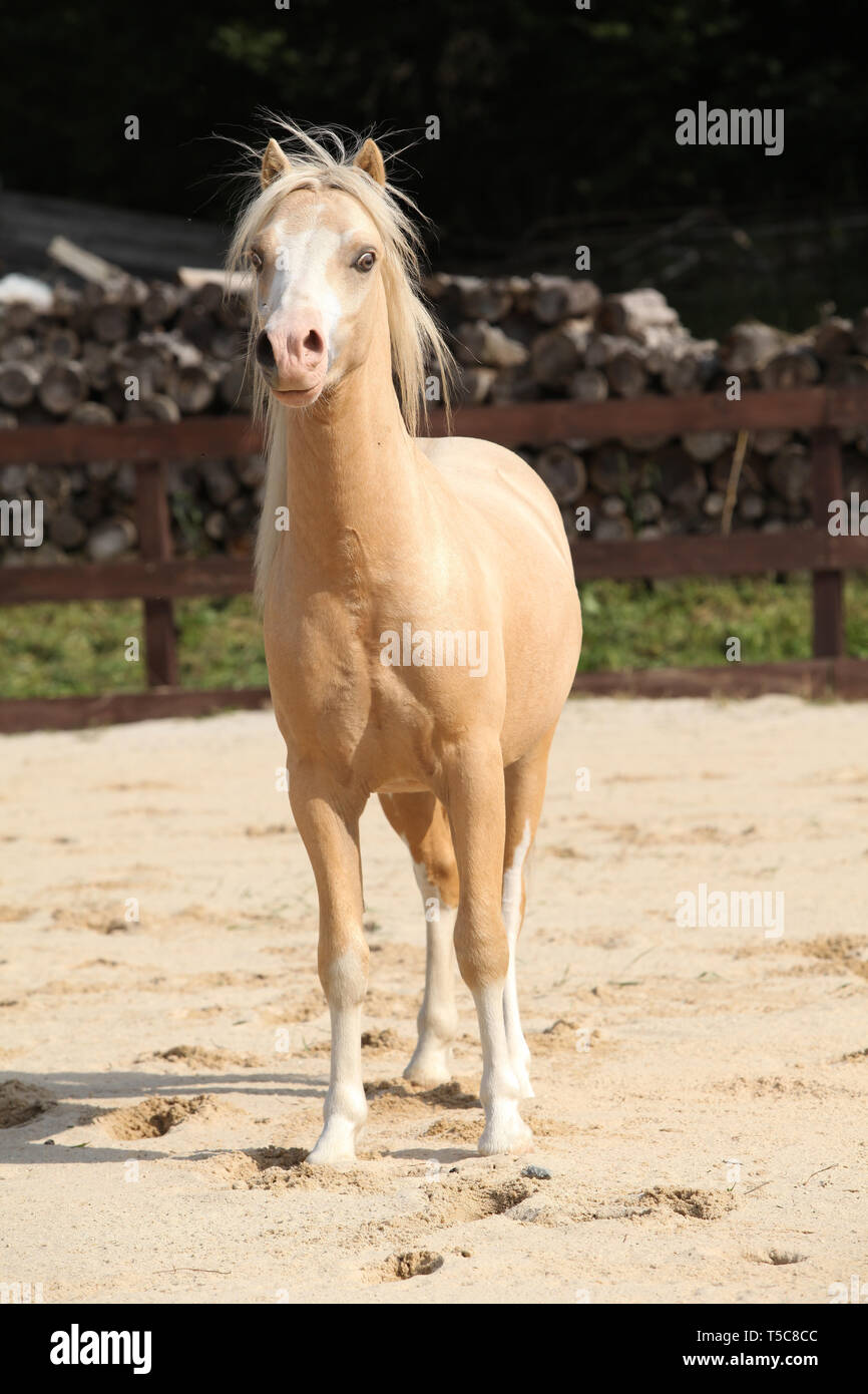 Gorgeous palomino welsh mountain pony stallion running Stock Photo Alamy