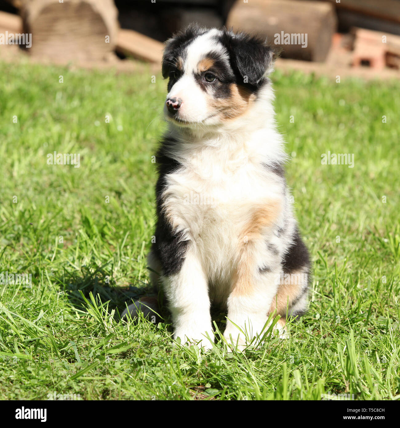 Gorgeous australian shepherd puppy sitting in the garden Stock Photo ...