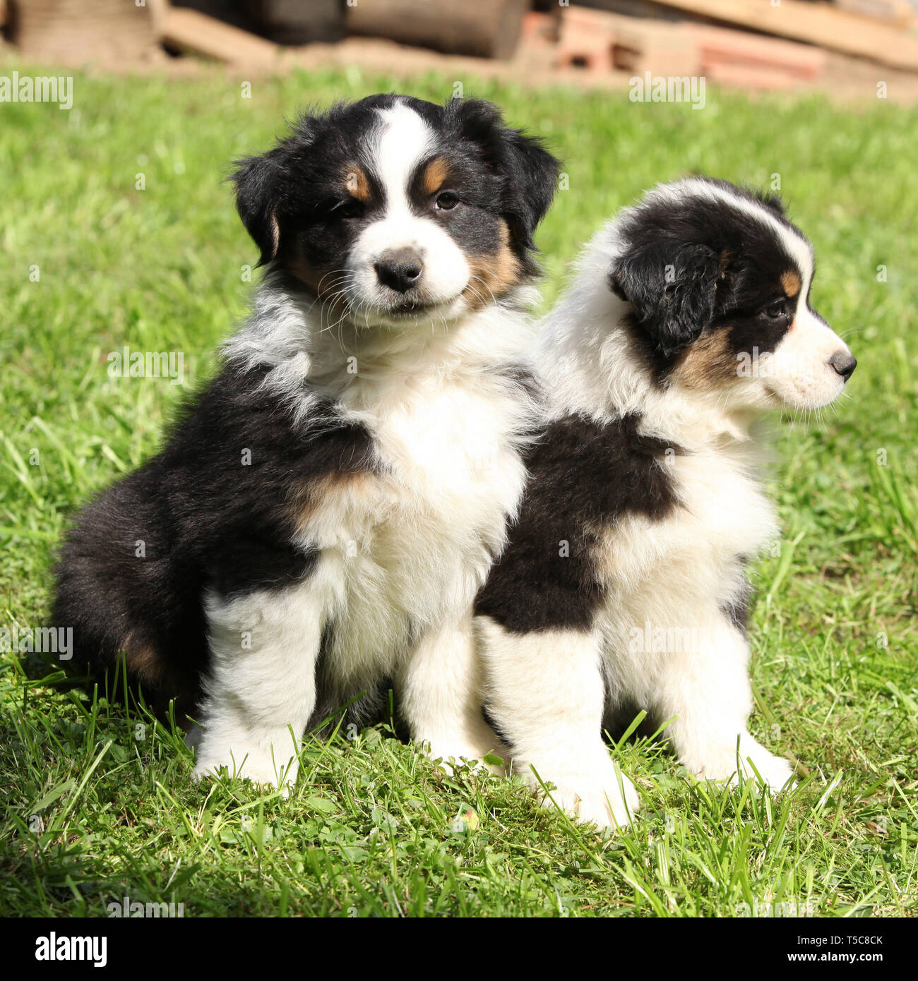 computer ulæselig Bevise Two australian shepherd puppies together in the garden Stock Photo - Alamy