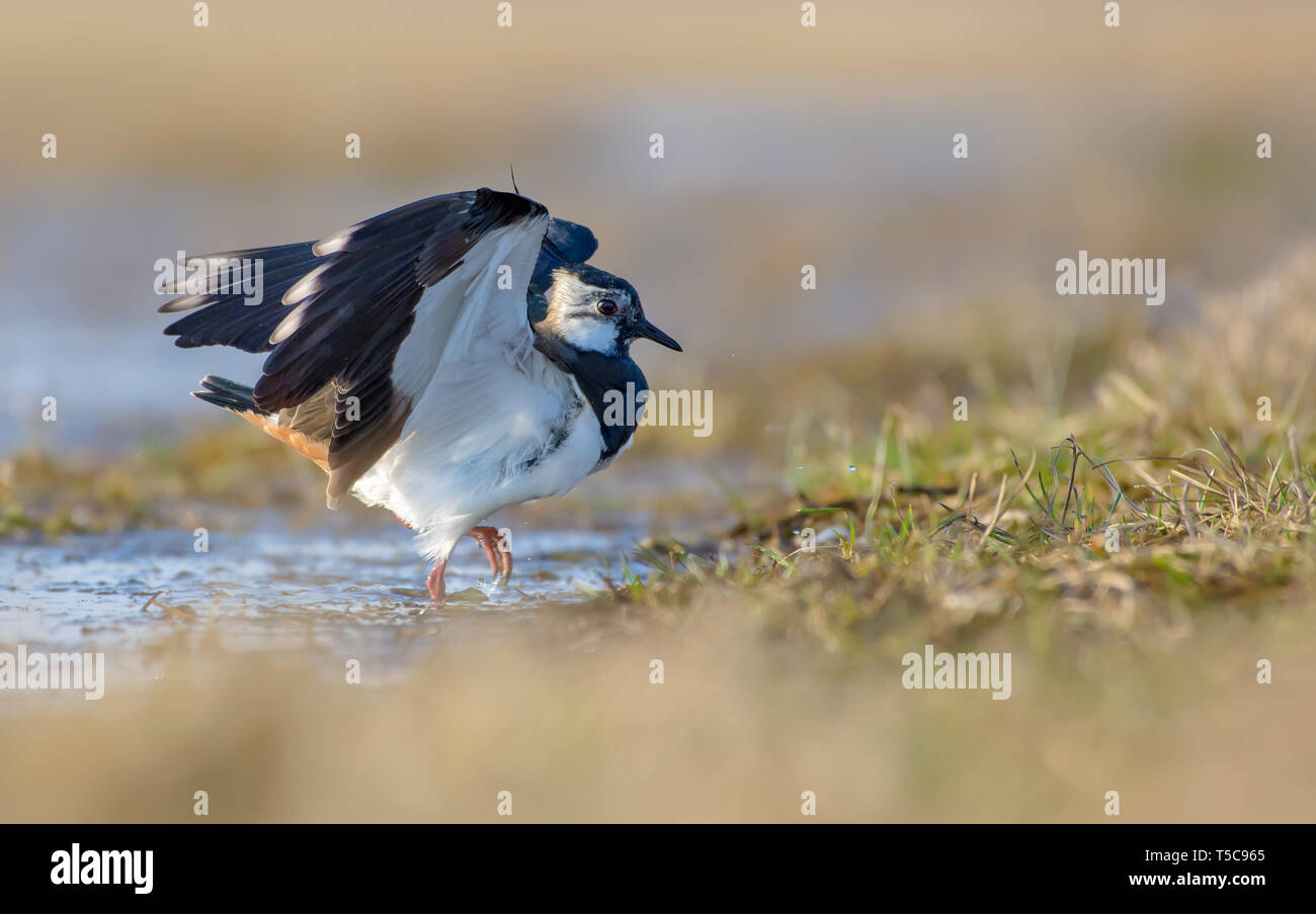 Northern lapwing walks out of water with lifted wings Stock Photo