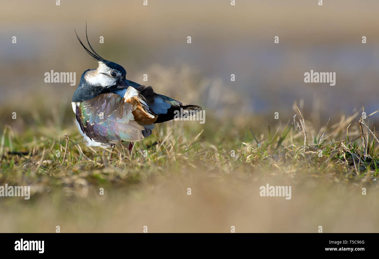 Northern lapwing preens its feathers after washing Stock Photo