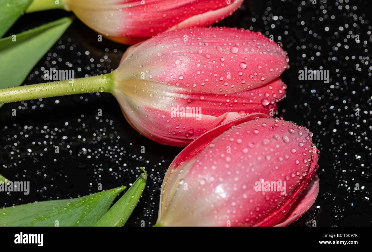 Beautiful pink tulip flower heads isolated on black reflected