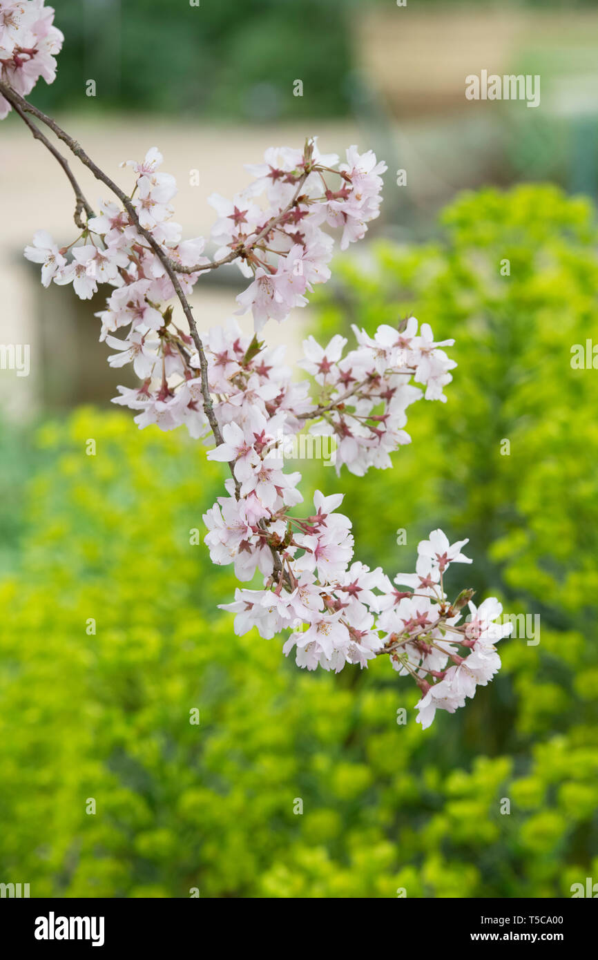 Prunus pendula var. Ascendens Rosea. Japanese Cherry tree blossom Stock Photo