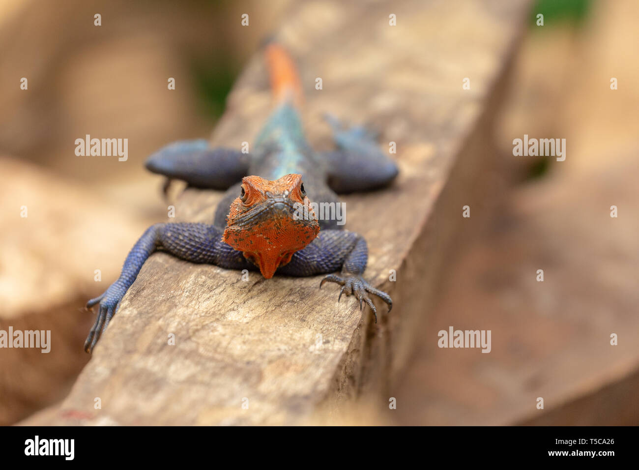 Male Lebreton's red headed agama lizard Stock Photo