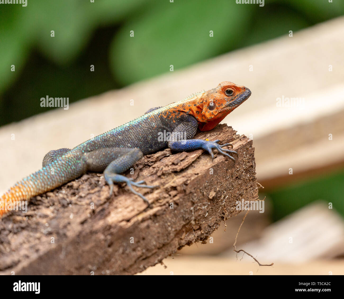 Male Lebreton's red headed agama lizard Stock Photo