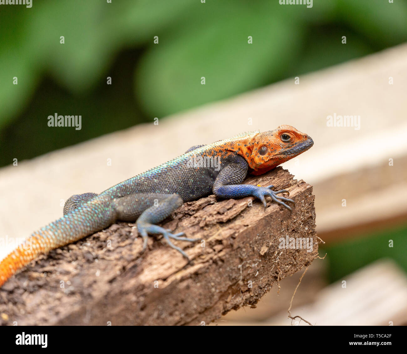 Male Lebreton's red headed agama lizard Stock Photo