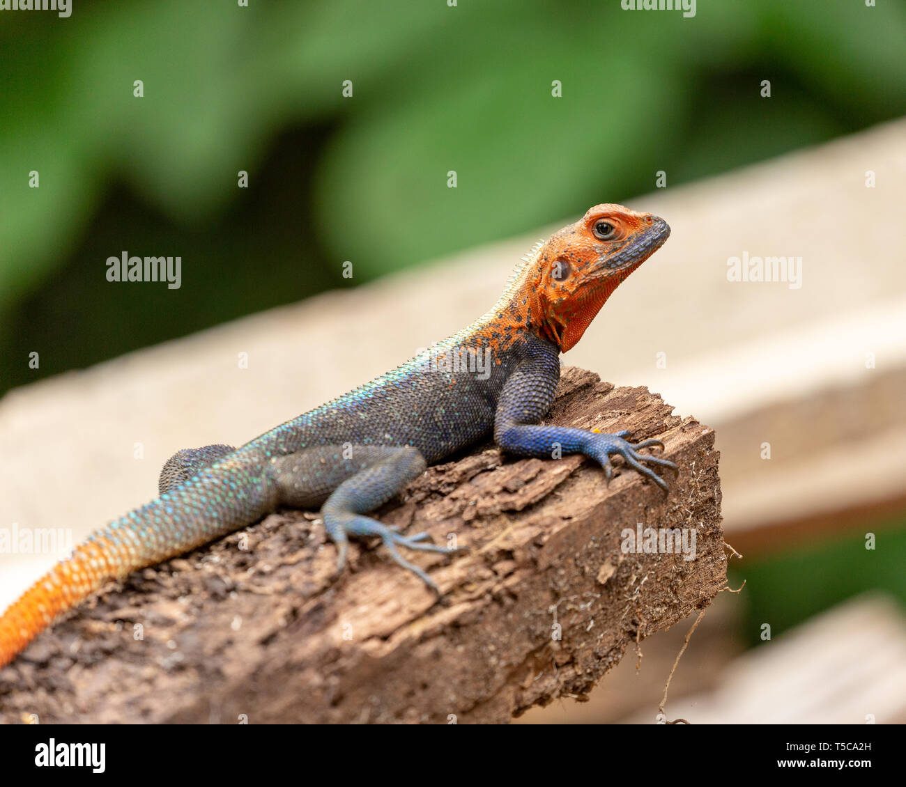 Male Lebreton's red headed agama lizard Stock Photo