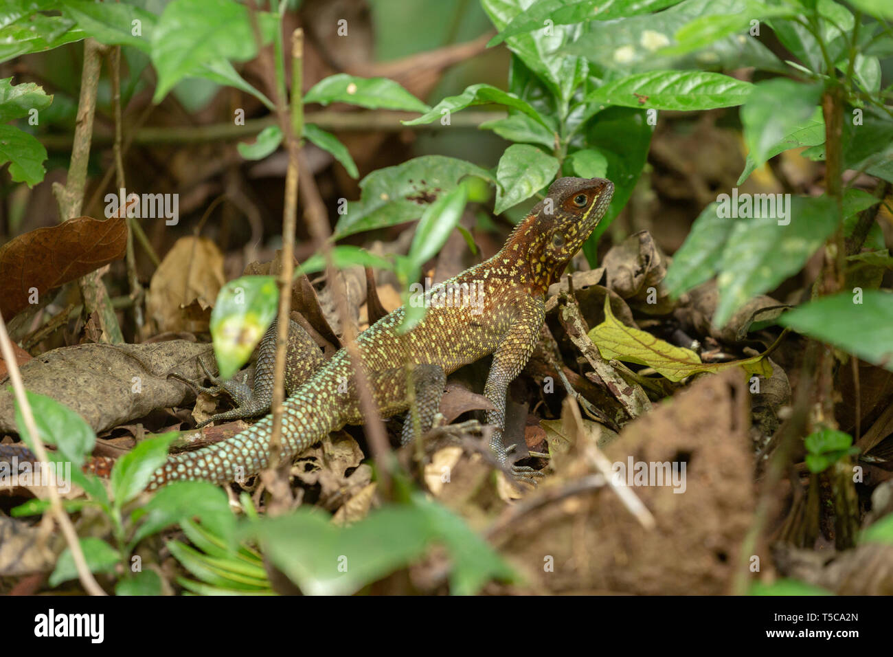 Juvenile male agama lizard (non-breeding colour and pattern) Stock Photo