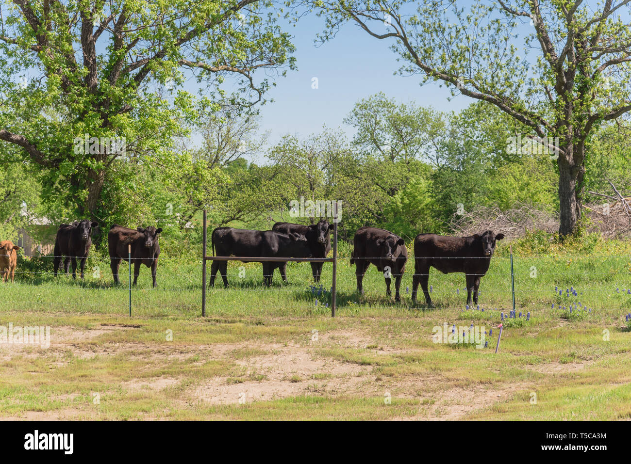 Group of black cows at local farm in Bristol, Texas, USA. Black cattle ...