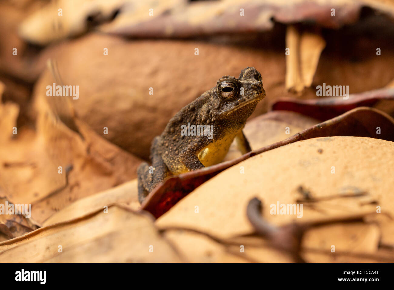 Adult toad in a dry riverbed during the dry season in Okwa, Nigeria Stock Photo