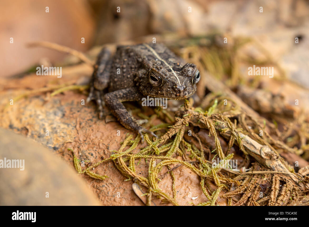 Adult toad in a dry riverbed during the dry season in Okwa, Nigeria Stock Photo