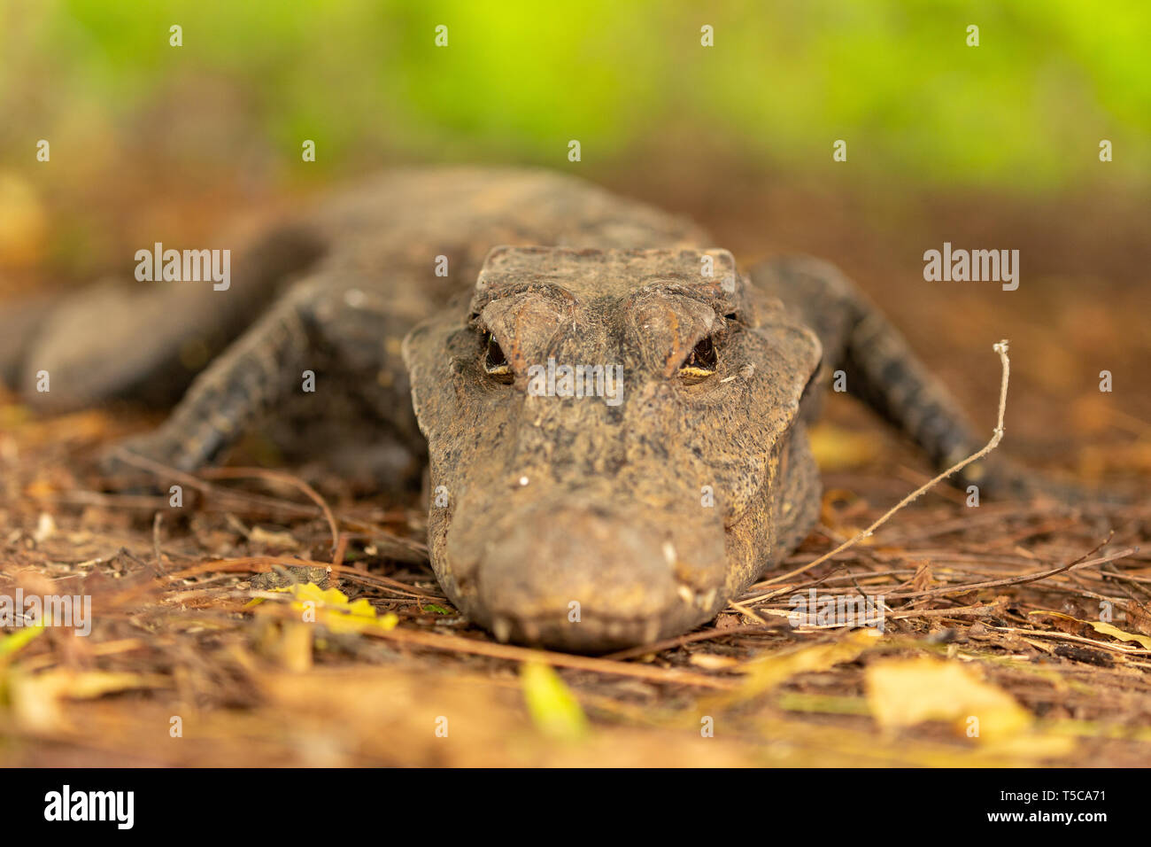 west African dwarf crocodile close up portrait at dawn Stock Photo