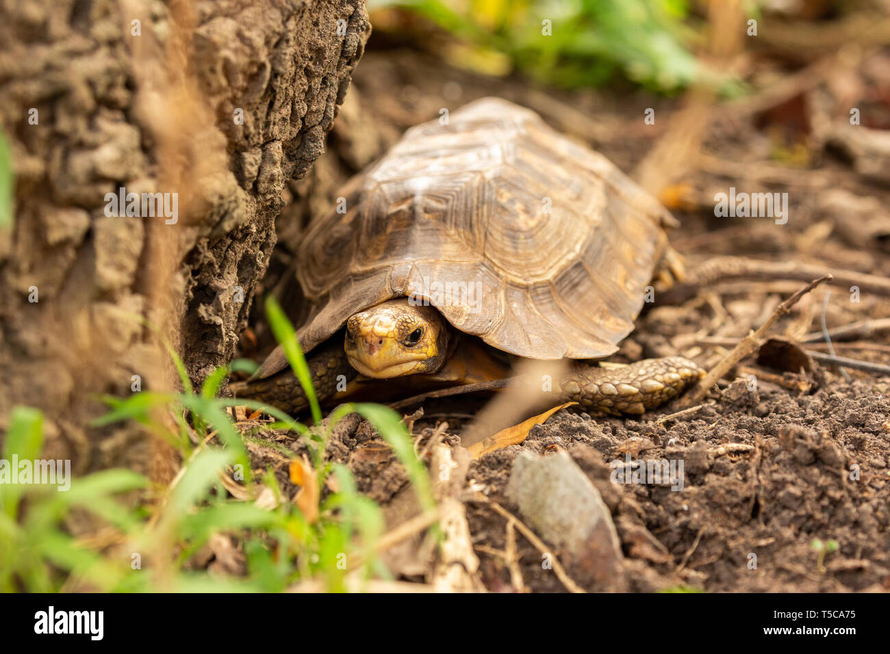 Close up of tortoise Stock Photo