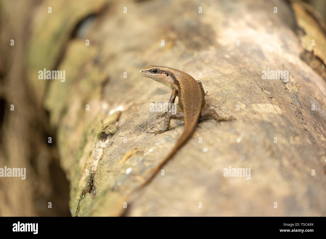 Lizard skink perched on a branch Stock Photo