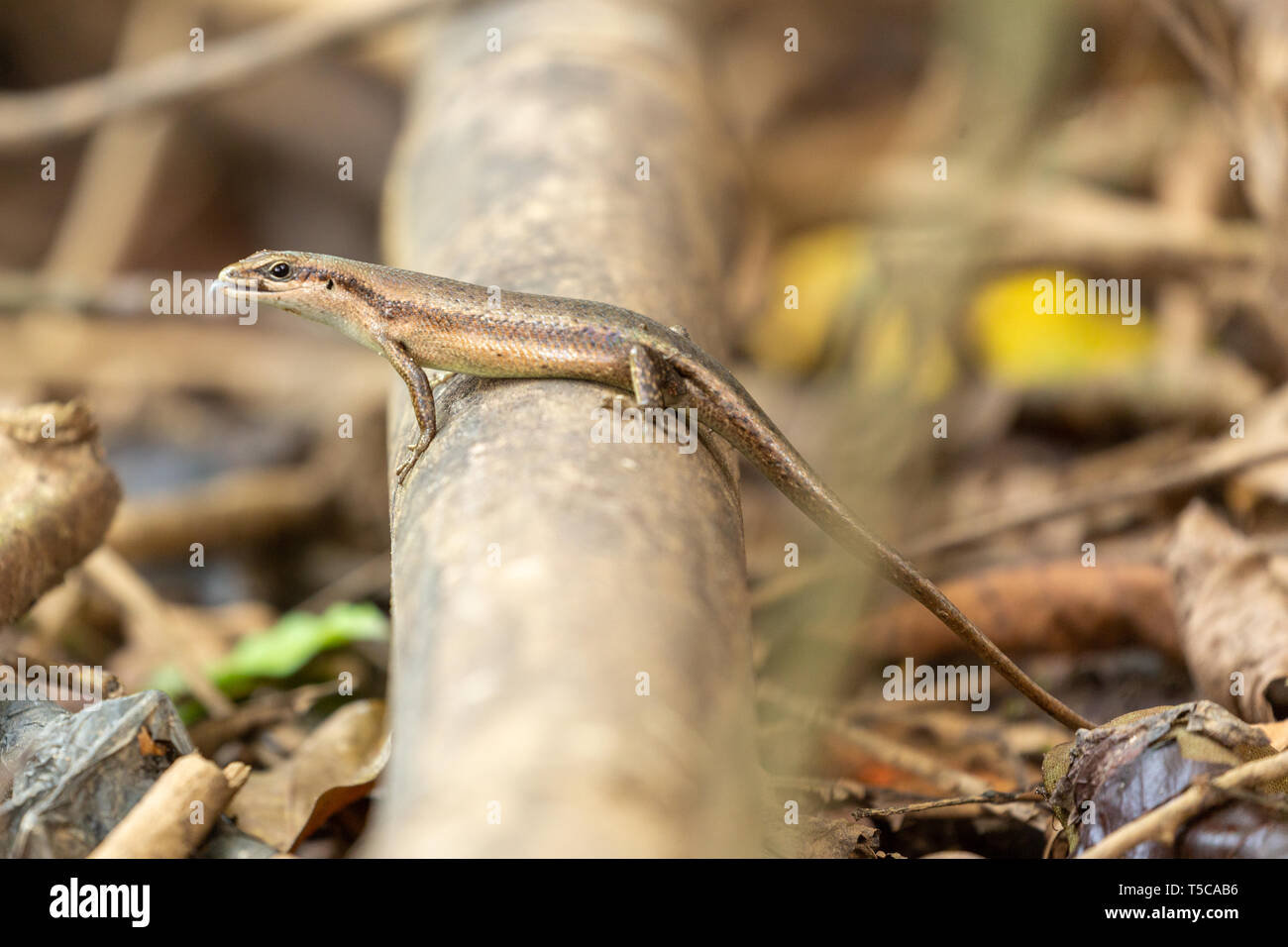 Lizard skink perched on a branch Stock Photo