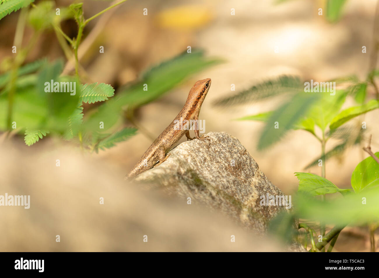 Lizard skink perched on a stone Stock Photo