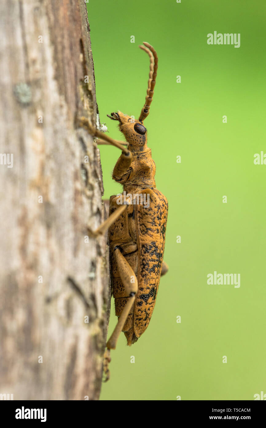 Blackspotted Pliers Support Beetle Rhagium mordax in Czech Republic Stock Photo