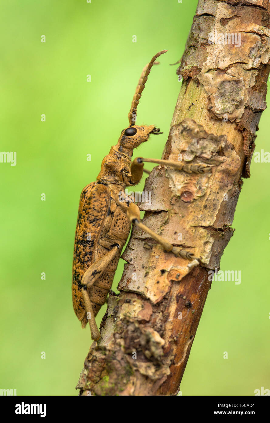 Blackspotted Pliers Support Beetle Rhagium mordax in Czech Republic Stock Photo