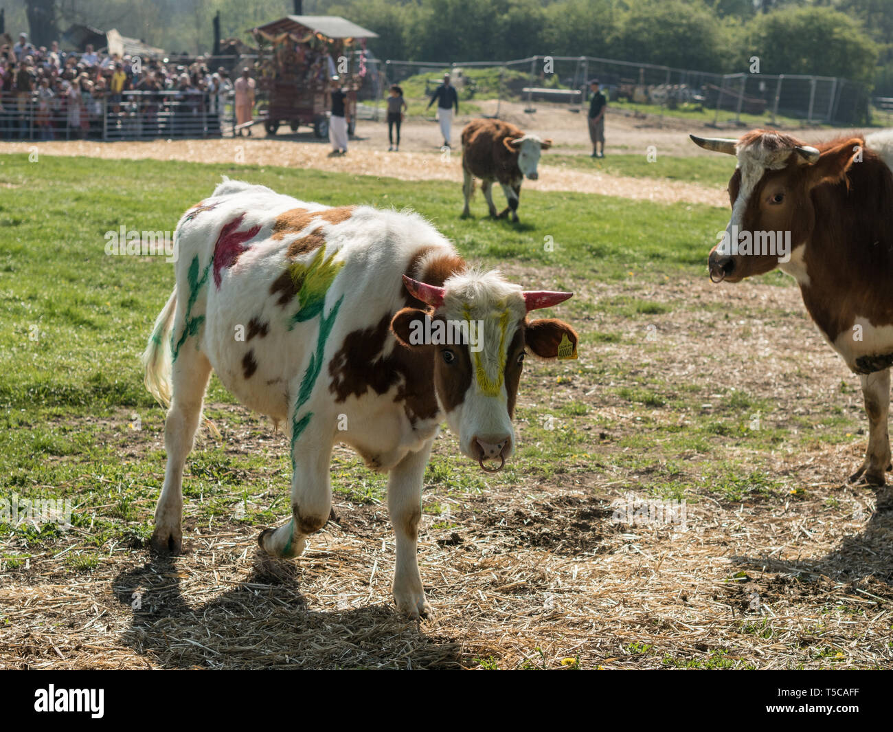Traditional cow bells in a village festival in Trento, Italy Stock Photo -  Alamy