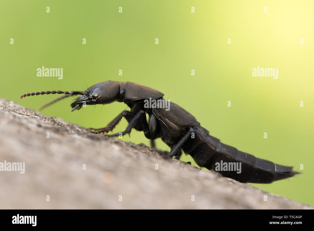 The Devil's coach-horse beetle Ocypus olens in Czech Republic Stock Photo