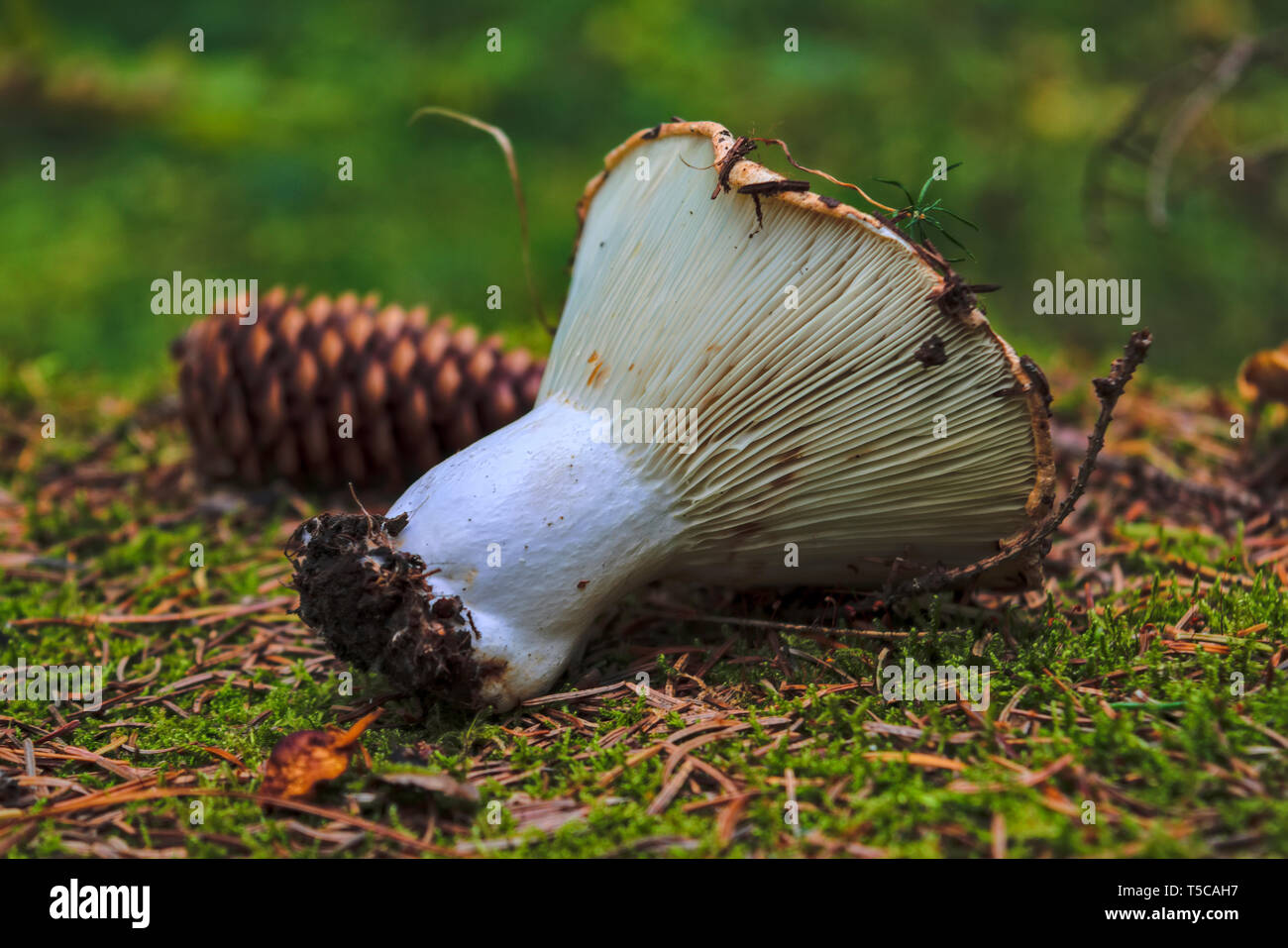 Autumn mood. Forest mushroom on mossy stump close-up Stock Photo - Alamy