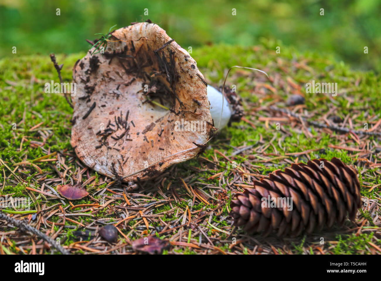 Autumn mood. Forest mushroom on mossy stump close-up Stock Photo - Alamy