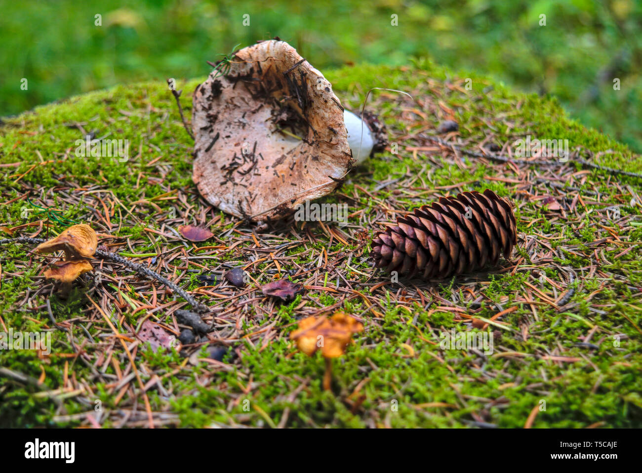 Autumn mood. Forest mushroom on mossy stump close-up Stock Photo - Alamy