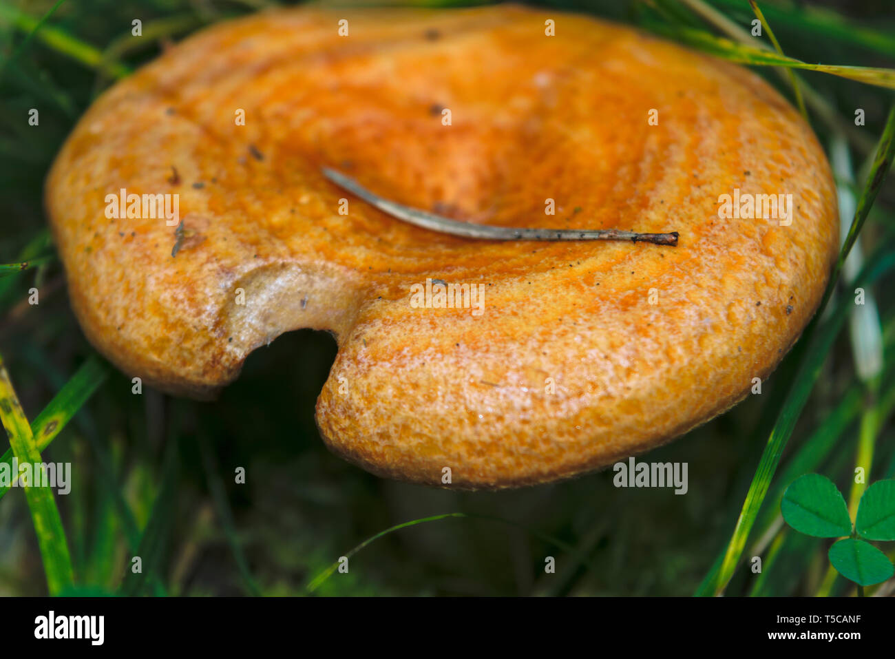 Lactarius deliciosus - edible mushroom. Fungus in the natural environment. English: saffron milk cap, red pine mushroom Stock Photo