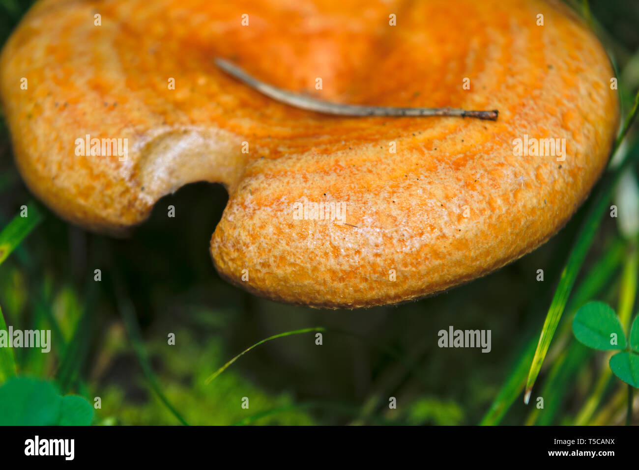 Lactarius deliciosus - edible mushroom. Fungus in the natural environment. English: saffron milk cap, red pine mushroom Stock Photo