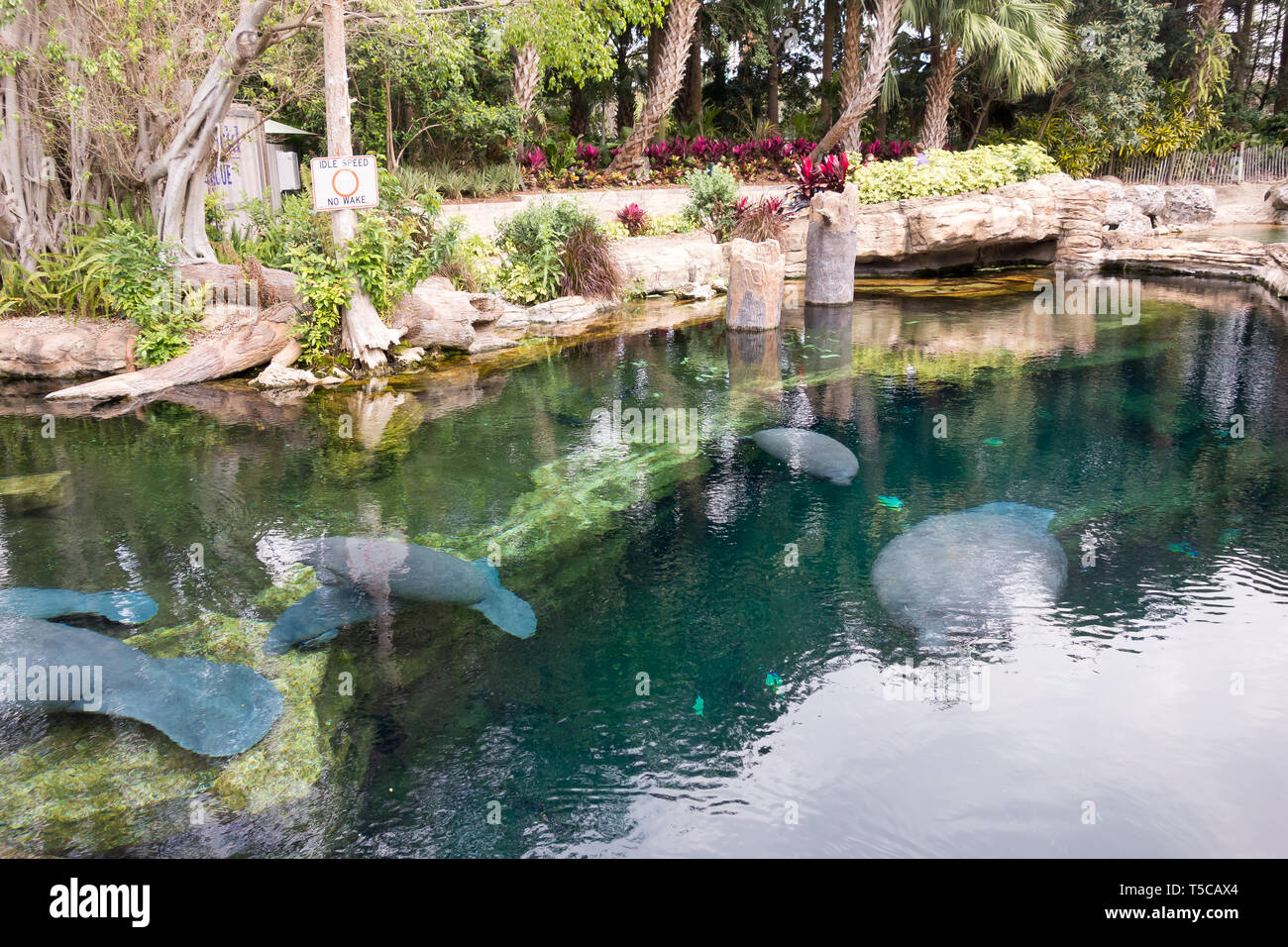 Florida Manatees at Manatee Rehabilititation Area, Seaworld, Orlando. Stock Photo