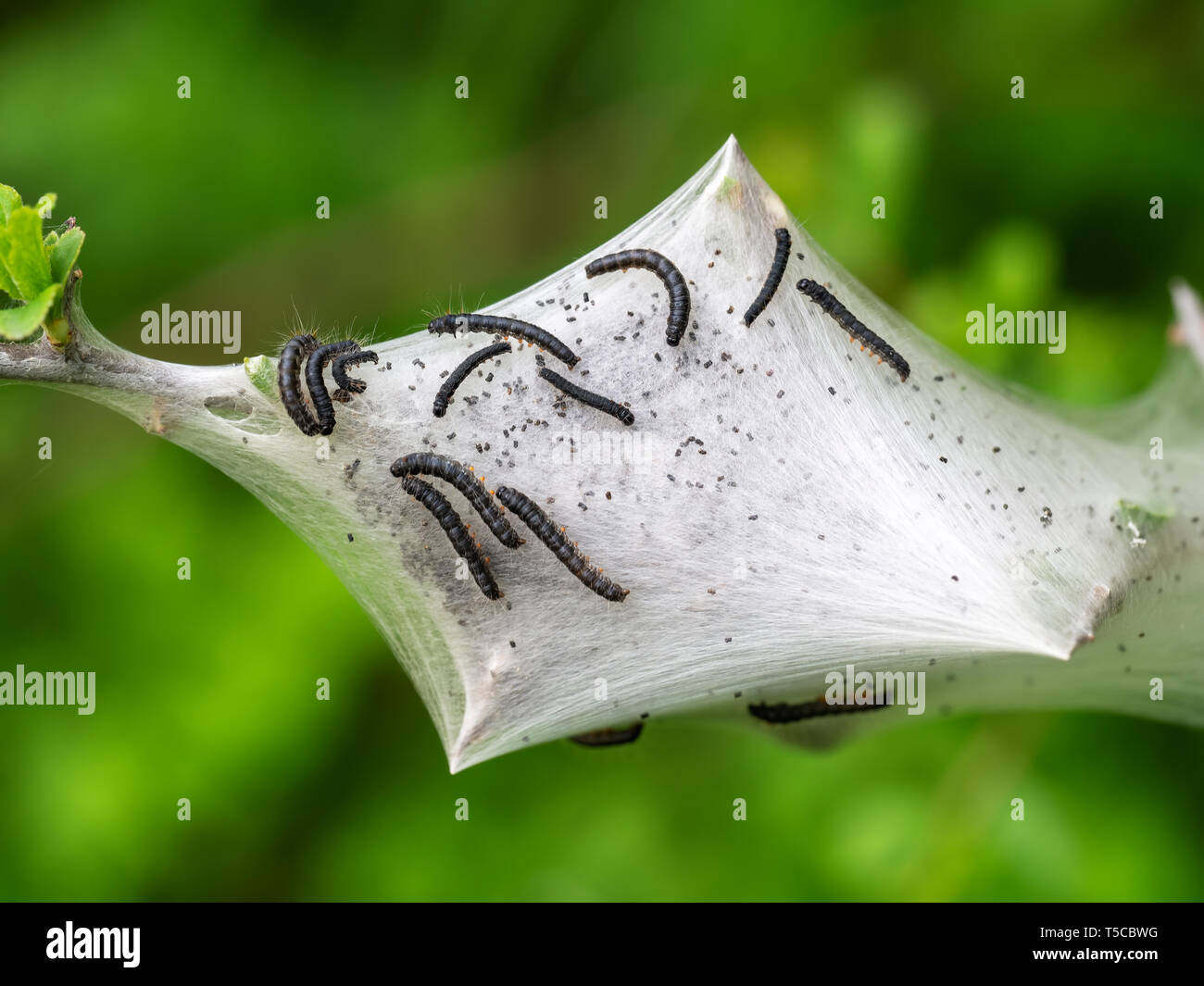 Malacosoma neustria. Tent caterpillar nest detail, aka Lackey moth