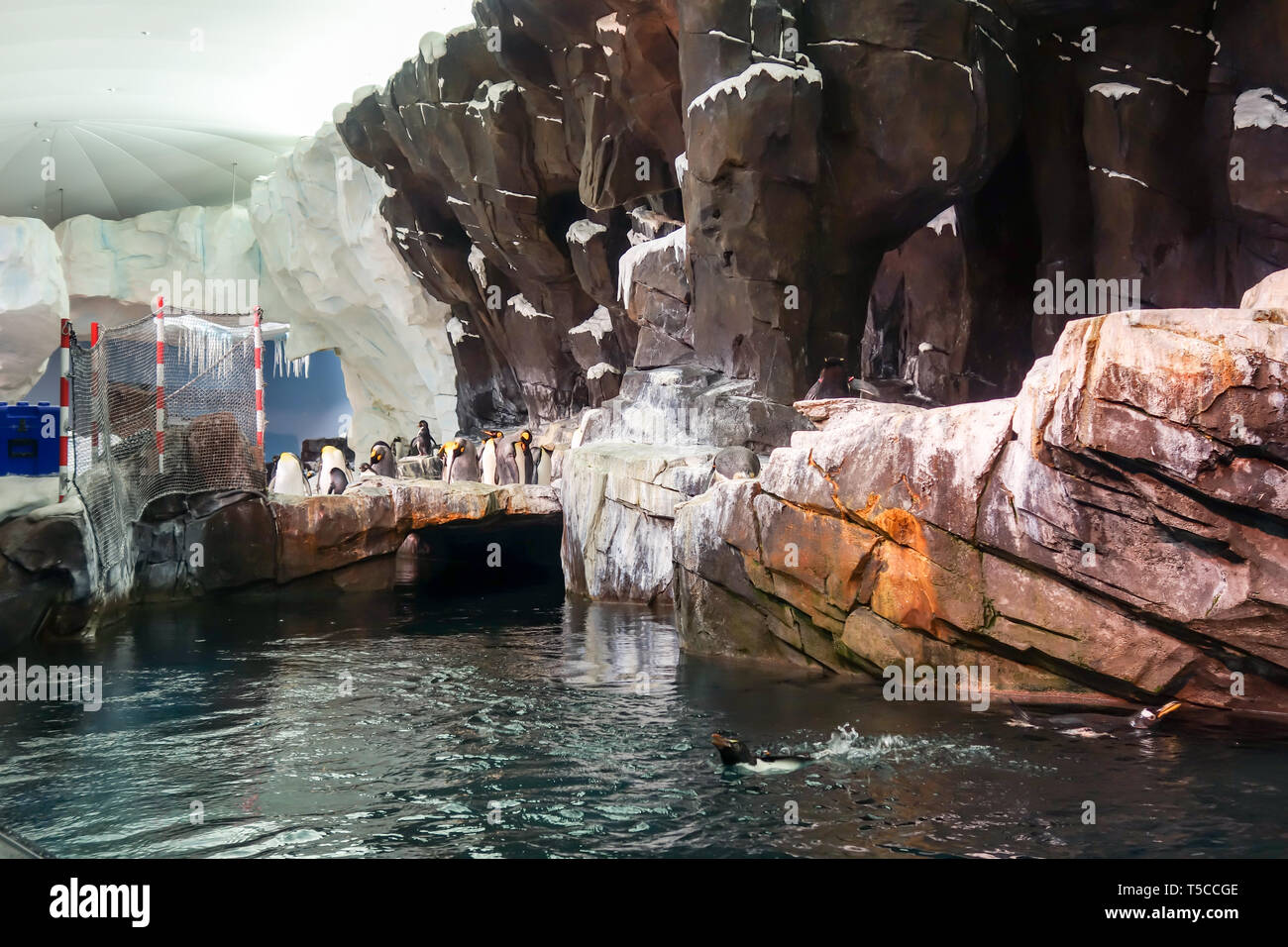 Penguins on public display at the Antarctica: Empire of the Penguin