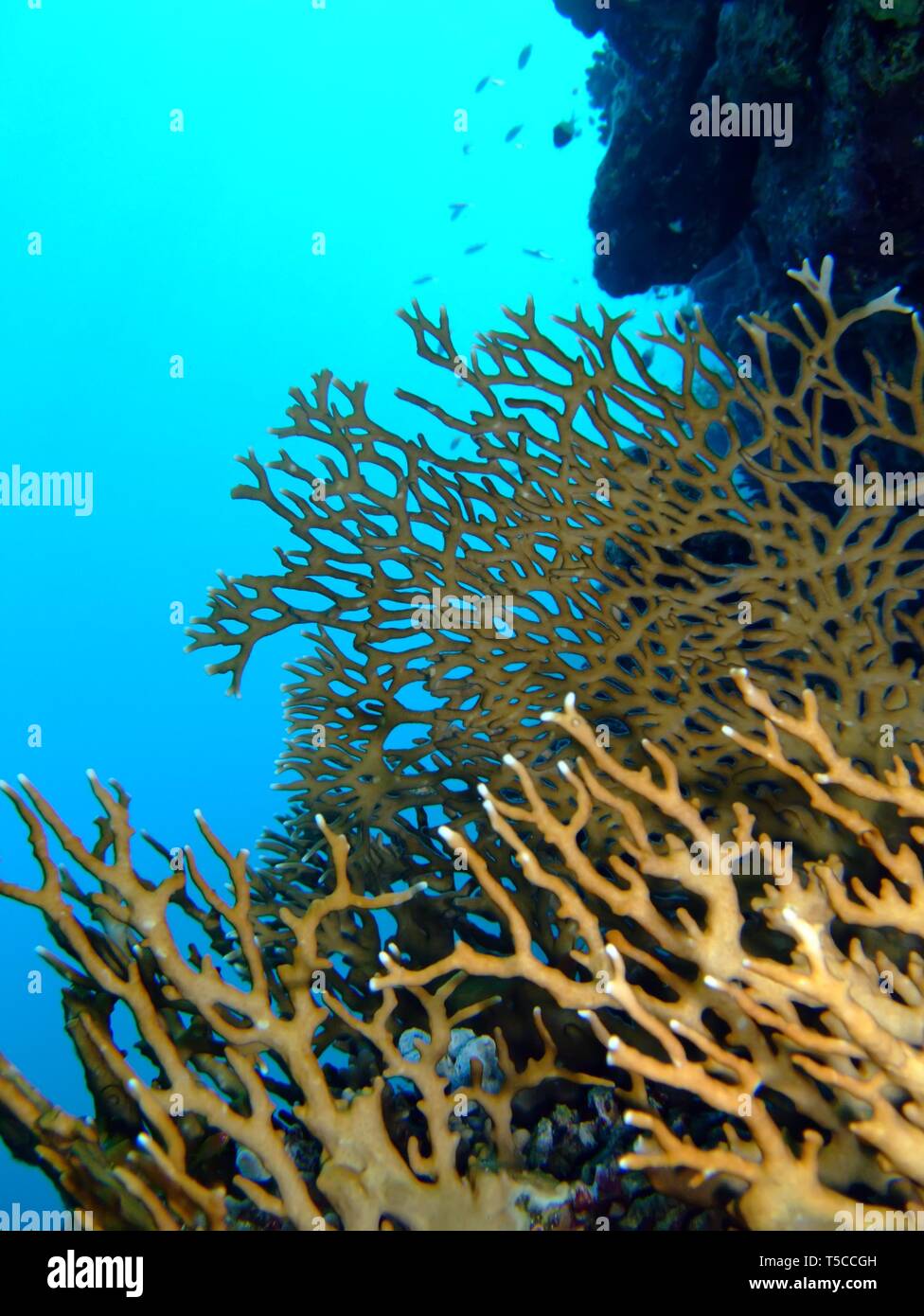 Net Fire Coral (Millepora dichotoma) Taking in Red Sea, Egypt Stock