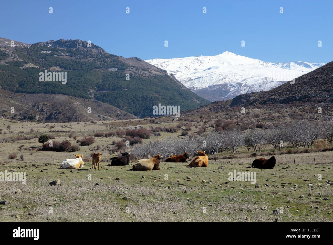El purche hires stock photography and images Alamy