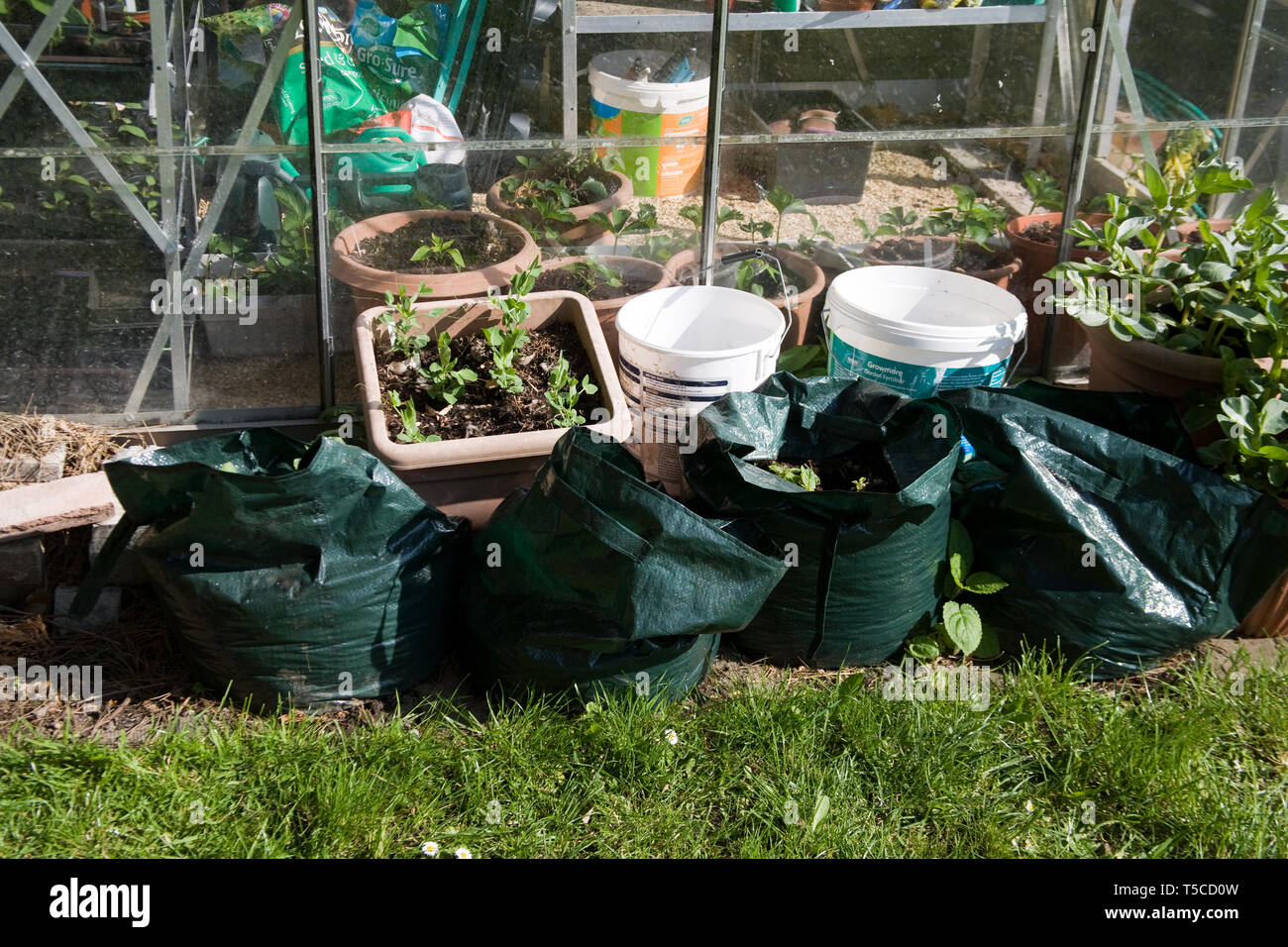 growing potatoes in bags, at home in a garden Stock Photo Alamy