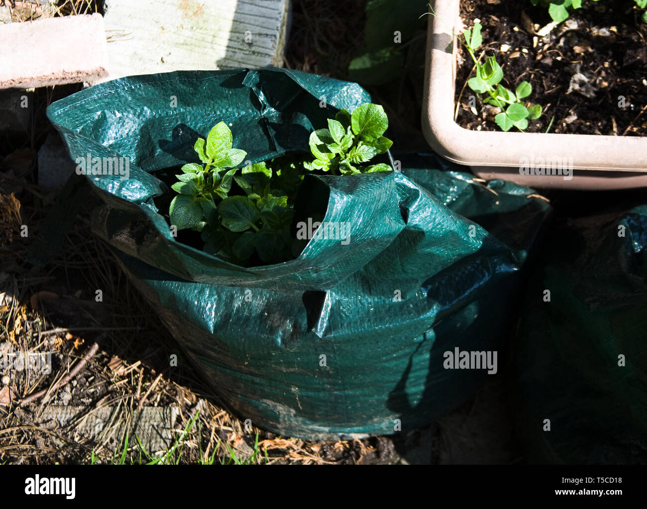 growing potatoes in bags, at home in a garden Stock Photo Alamy