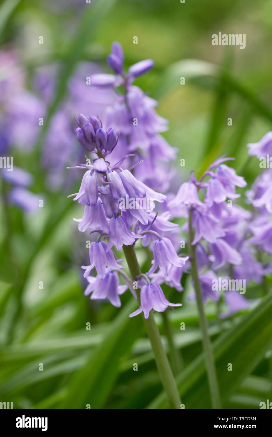 Hyacinthoides hispanica. Spanish bluebells self seeded in the garden. Stock Photo