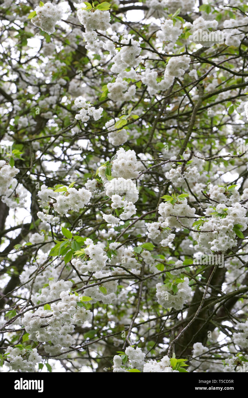 Prunus blossom. Cherry blossom. Stock Photo