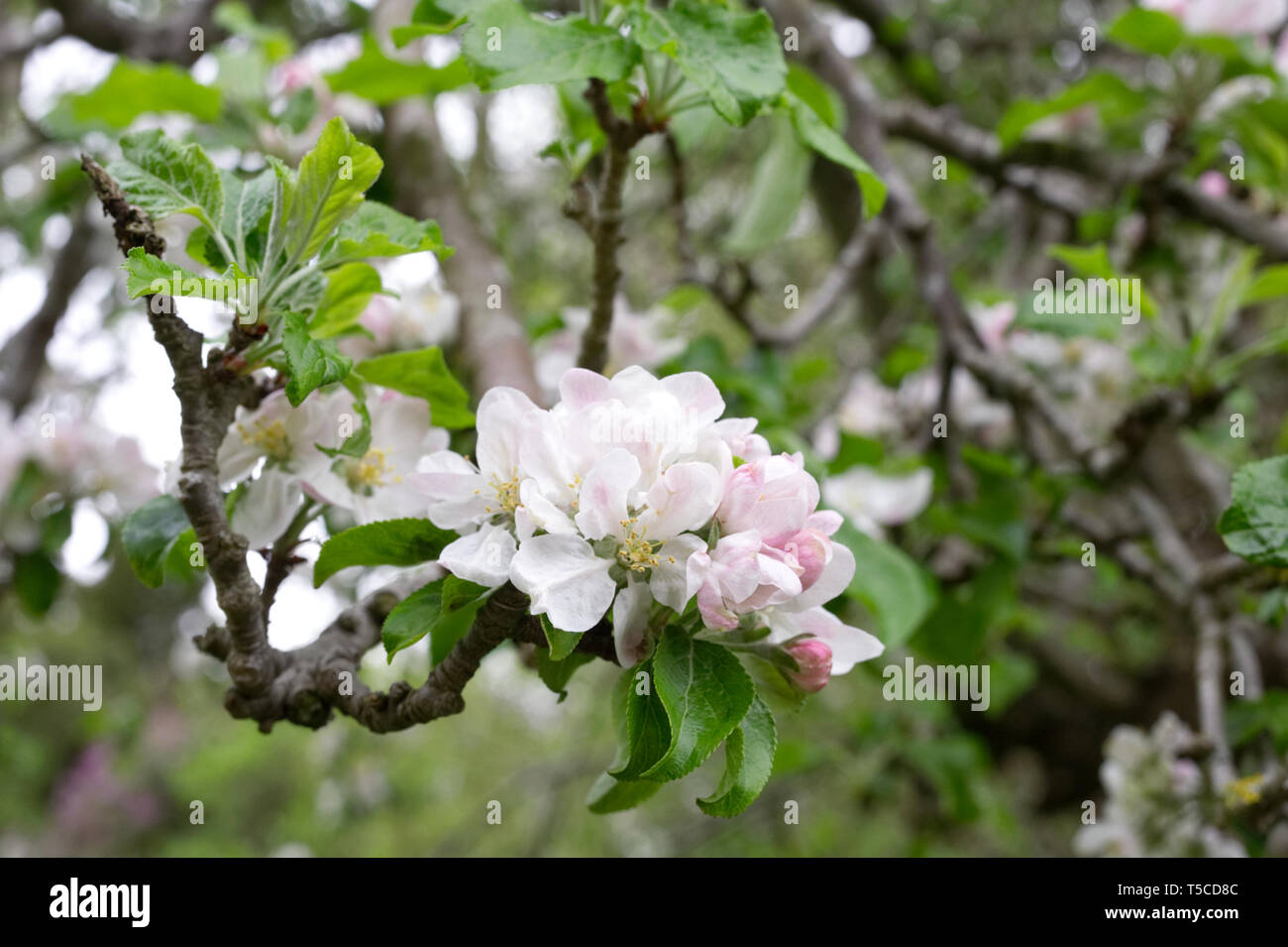 Malus blossom. Apple blossom in Spring. Stock Photo