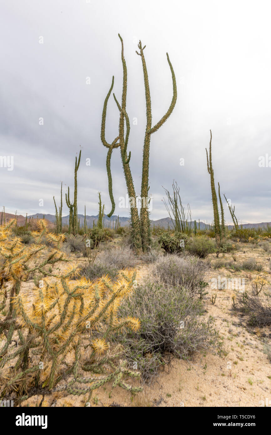 Boojum trees (Fouquieria columnaris) or cirio in Baja California