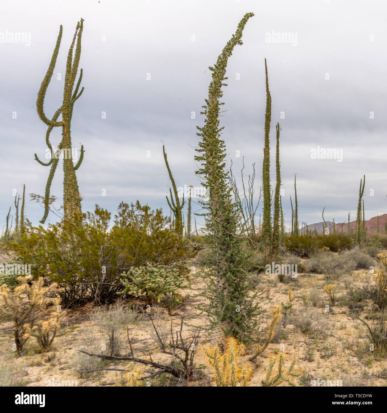 Boojum trees (Fouquieria columnaris) or cirio in Baja California, Mexico. Stock Photo