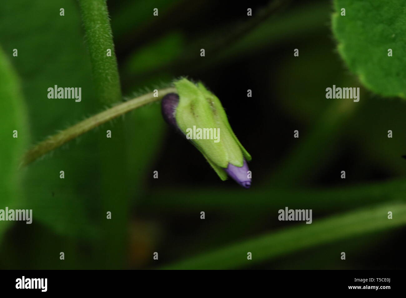 A Single Tiny Violet bud Stock Photo